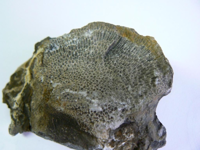 fossil13.jpg