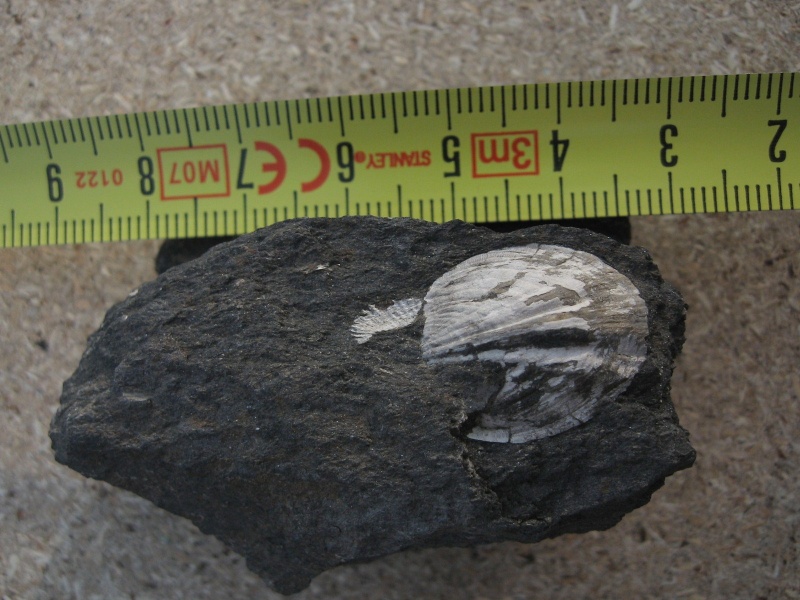 fossil17.jpg