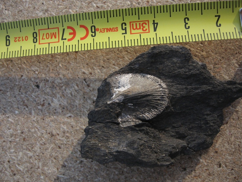 fossil19.jpg