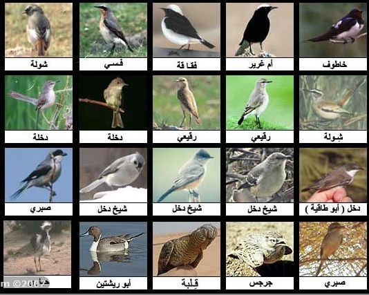 أنواع الطيور وأسمائها بالصور