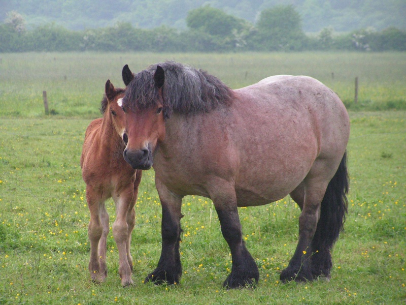 Cheval robe rouan hotsell