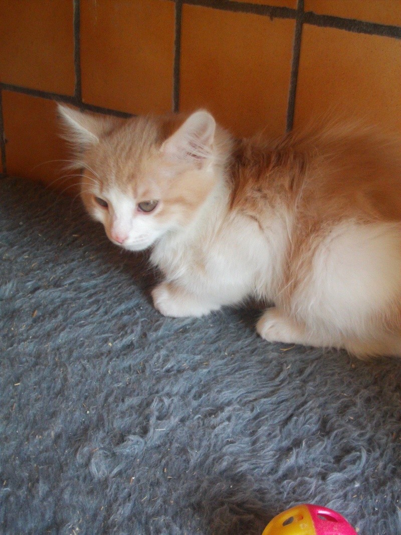 Chaton Angora