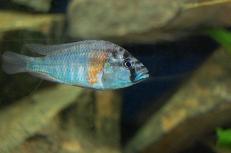 Haplochromis Burtoni