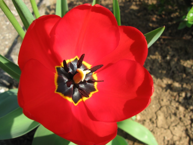 tulipe10.jpg