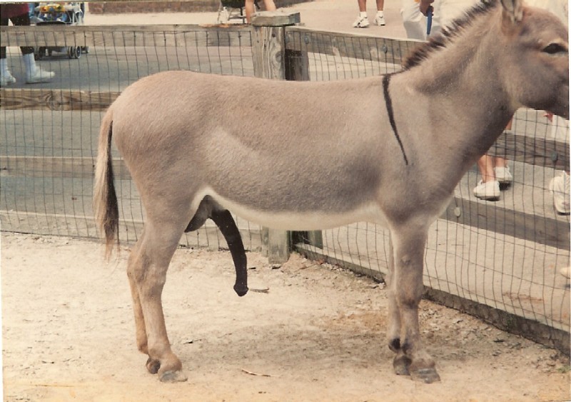 donkey10.jpg